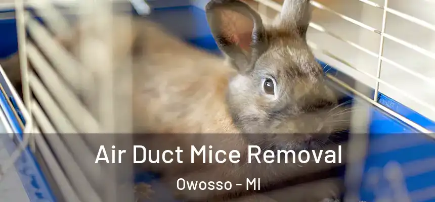 Air Duct Mice Removal Owosso - MI